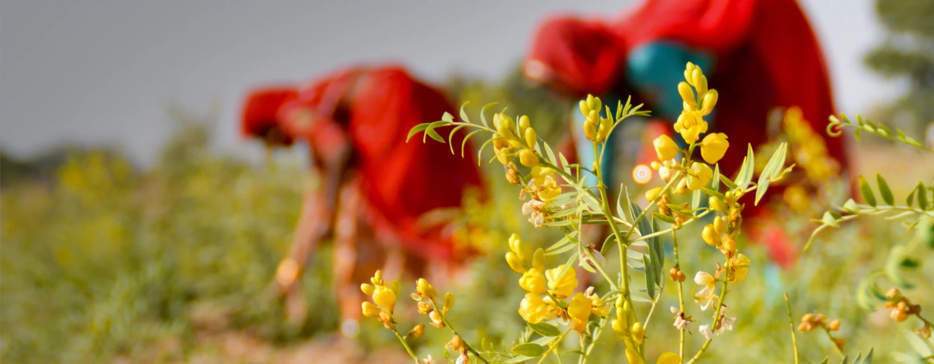 Harness the Power of Plants